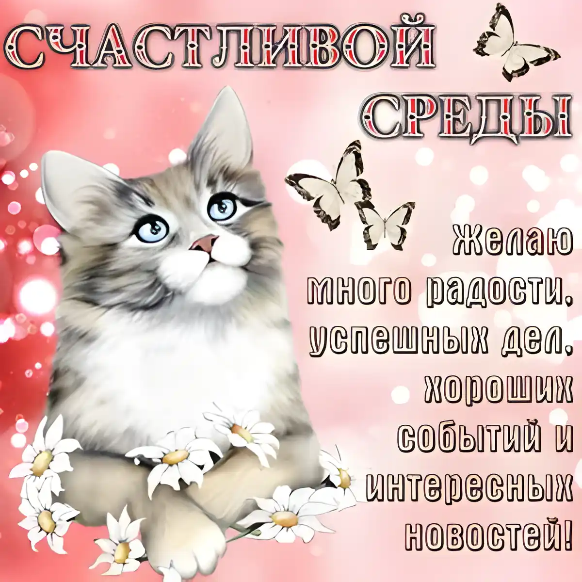 Открытка Удачной среды - Открытка с котенком и ромашками | Красивая открытка #24