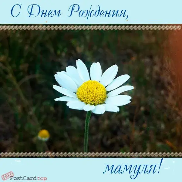 Открытка С ромашками - Открытка с ромашкой: нежность и красота природы | Красивая открытка #103