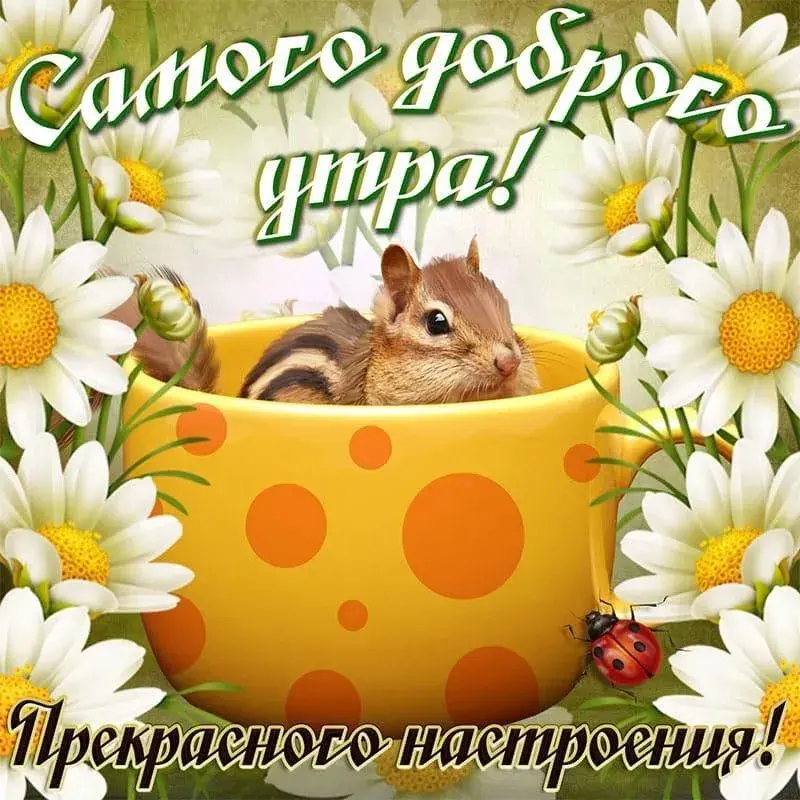 Открытка доброе летнее утро - Открытка с белкой и цветами: поздравление с днем рождения | Красивая открытка #6
