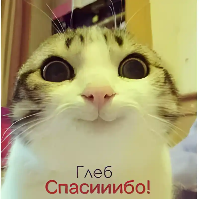 Открытка открытки с именем Глеб - Котенок с надписью "Спасибо!" | Красивая открытка #245
