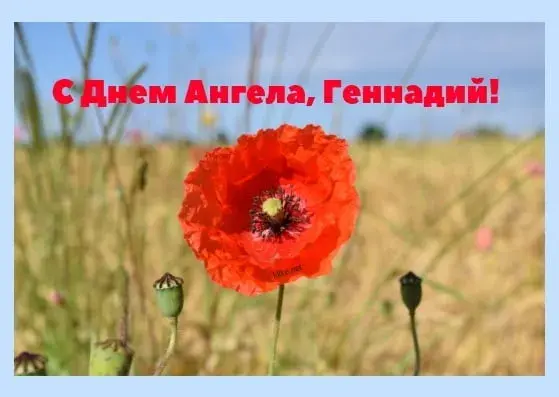 Открытка открытки с именем Геннадий - Красный мак на открытке: поздравления с праздником | Красивая открытка #200