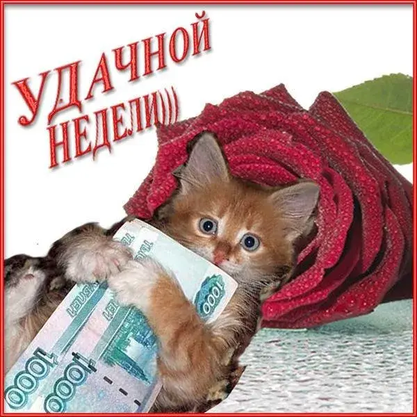 Открытка Хорошей недели - Котенок с деньгами: смешная открытка с котиком | Красивая открытка #65