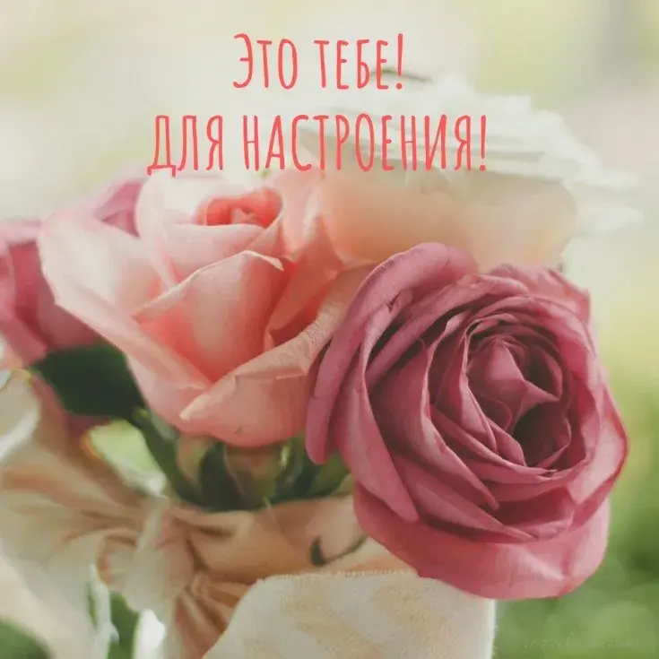 Открытка Для хорошего настроения - Розовые розы на открытке | Красивая открытка #19