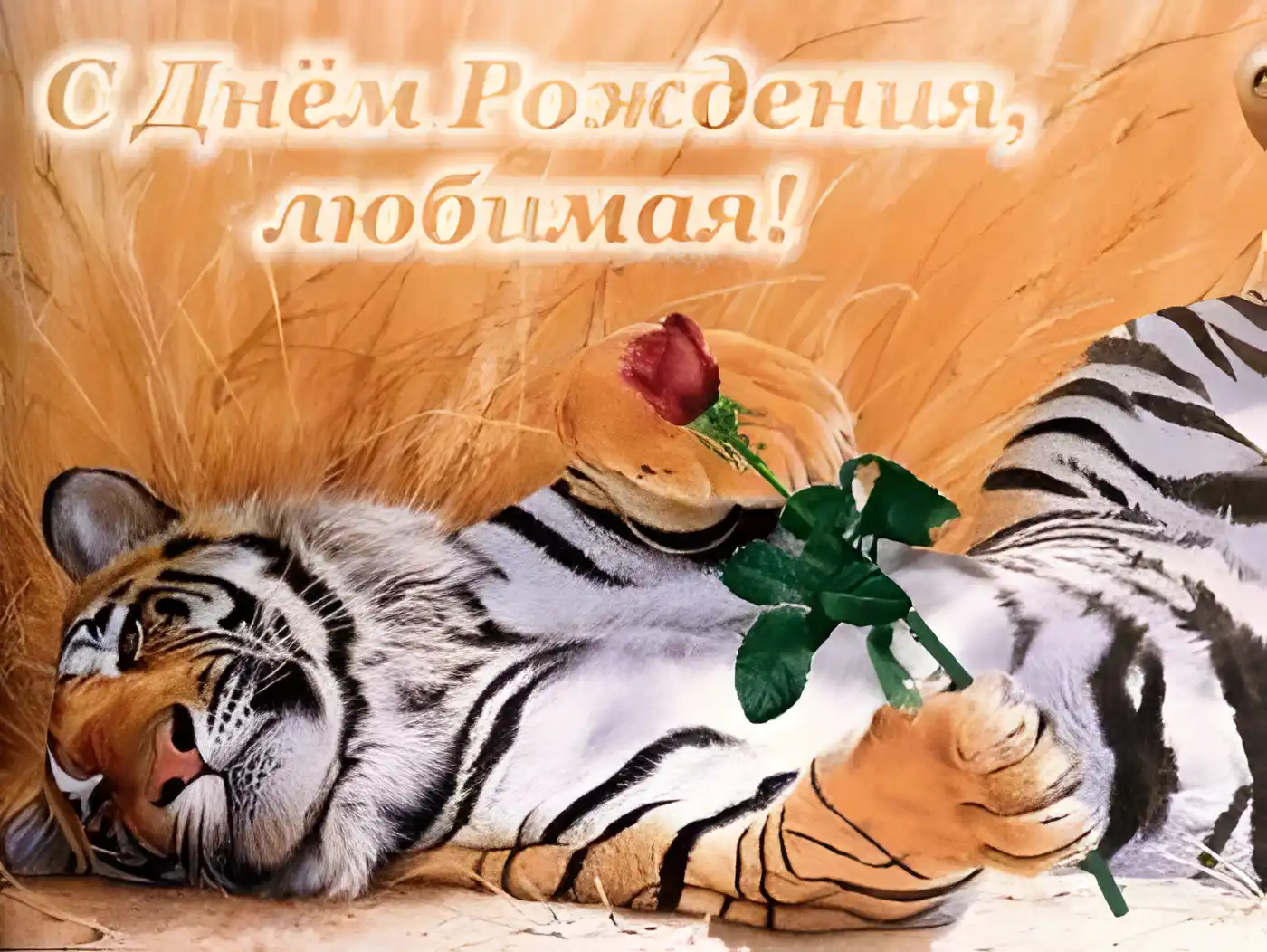 Открытка С днем рождения для жены - Открытка с тигром и розой  Праздничный дизайн | Красивая открытка #34
