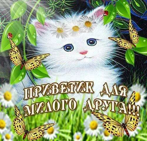 Открытка Привет другу/подруге - Открытка с котенком и цветами | Красивая открытка #6