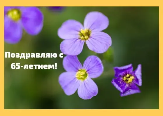 Открытка Открытки на 65 лет - Фиолетовые цветы крупный план | Красивая открытка #79