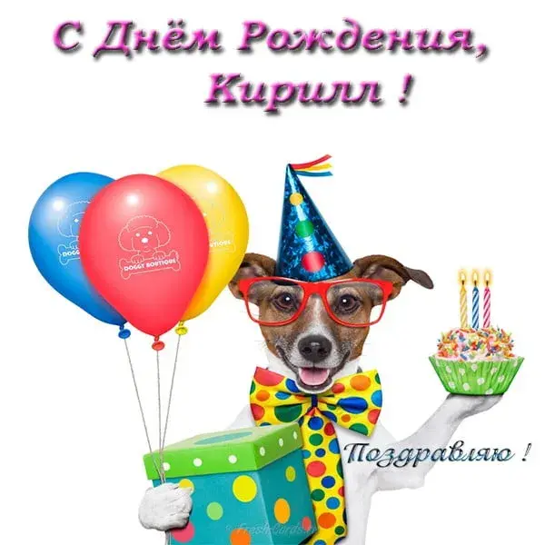 Открытка Открытки с именем Кирилл  - Открытка с собакой на день рождения: смешной подарок! | Красивая открытка #142