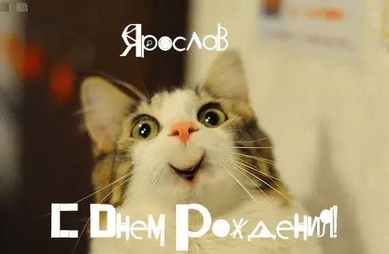 Открытка Открытки с именем Ярослав  - С Днём Рождения! Забавная кошка - открытка | Красивая открытка #247