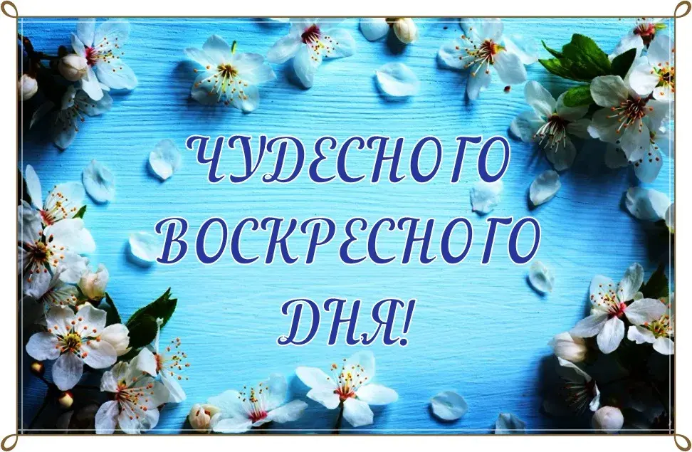 Открытка Открытки на воскресенье - Цветы вишни на синем фоне | Красивая открытка #62