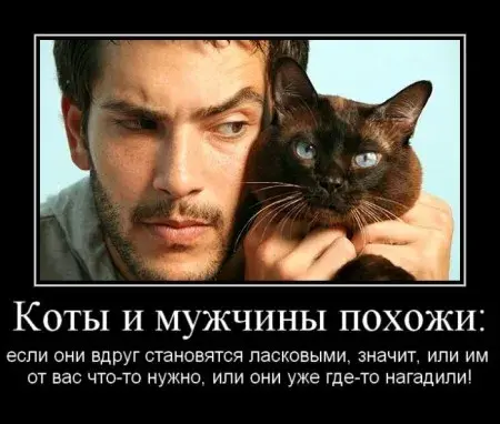 Открытка Мужской юмор - Котик и мужчина: милые объятия | Красивая открытка #13