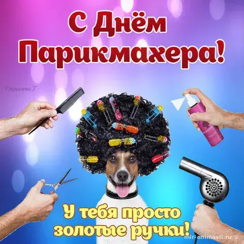 Открытка День парикмахера - Собака парикмахер: смешная открытка с днем рождения | Красивая открытка #4