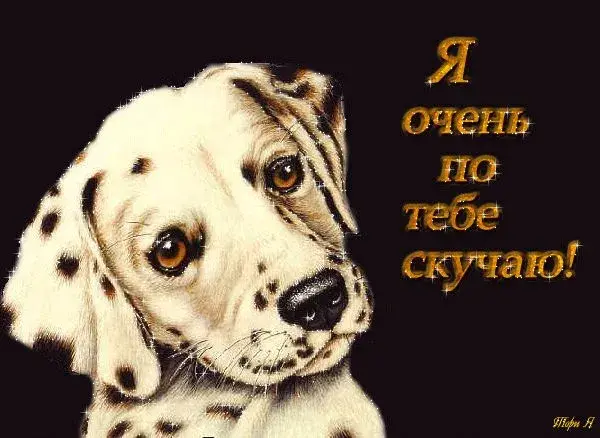 Открытка Скучаю - Далматинец: открытка с щенком, милая картинка | Красивая открытка #79