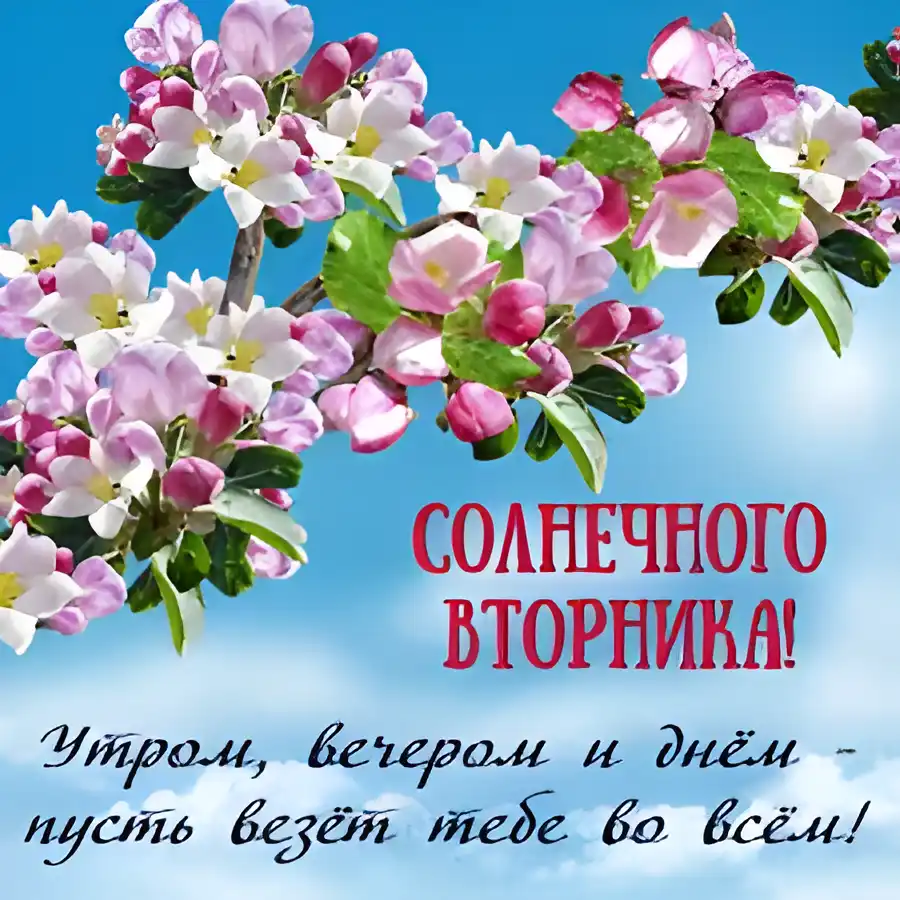 Открытка Открытки на вторник - Цветущая вишня на фоне голубого неба | Красивая открытка #216