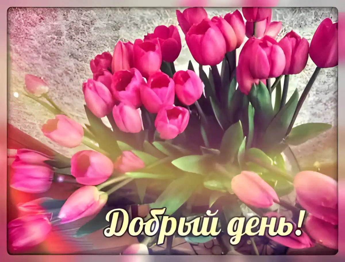 Открытка добрый день - Открытка с розовыми тюльпанами  Добрый день! | Красивая открытка #39