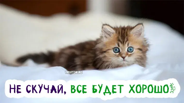 Открытка Открытки не скучай - Милый котенок на открытке: праздничное настроение | Красивая открытка #19