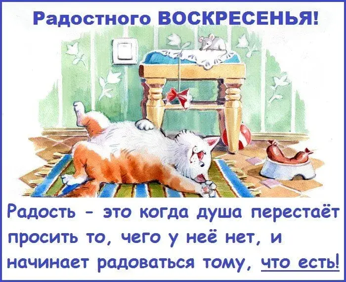 Открытка Открытки на воскресенье - Забавная кошка: открытка с милым котенком | Красивая открытка #24
