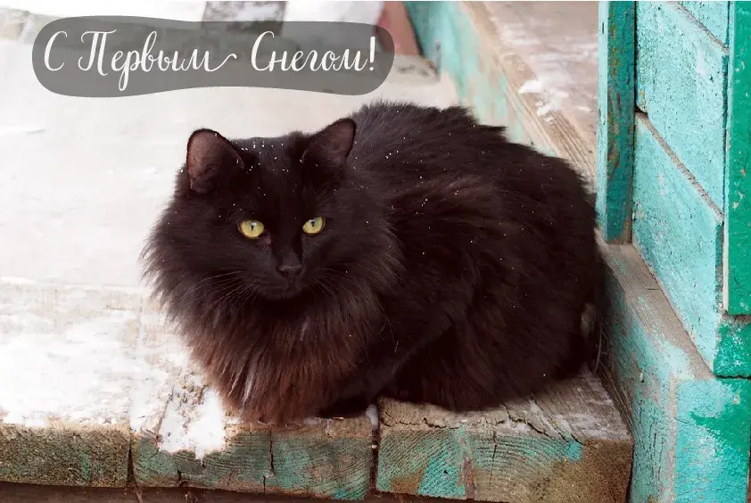 Открытка Первый снег - Черный кот на фоне голубой стены | Красивая открытка #11