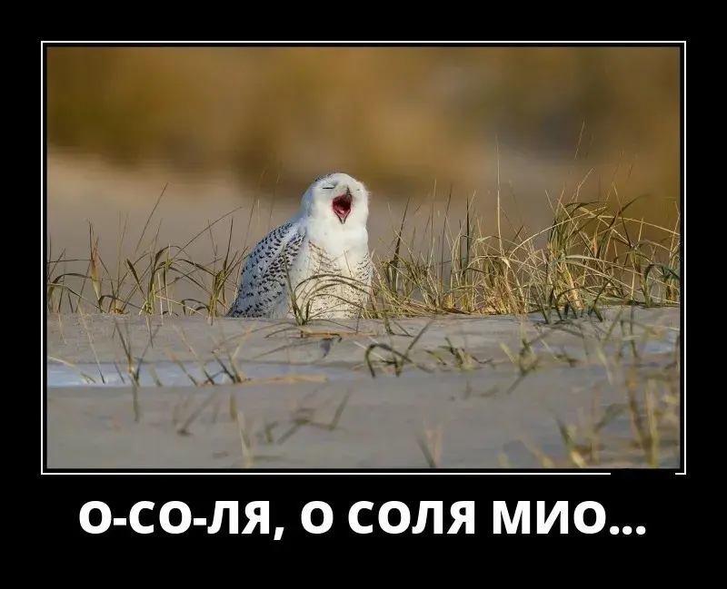Открытка Демотиваторы - Белая сова на снегу: Новогоднее поздравление | Красивая открытка #28