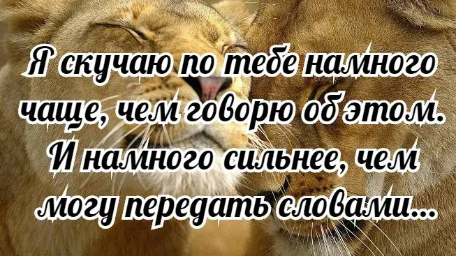 Открытка Я по тебе скучаю - Лев, смотрящий в камеру. Счастливый, позитивный фон. | Красивая открытка #2