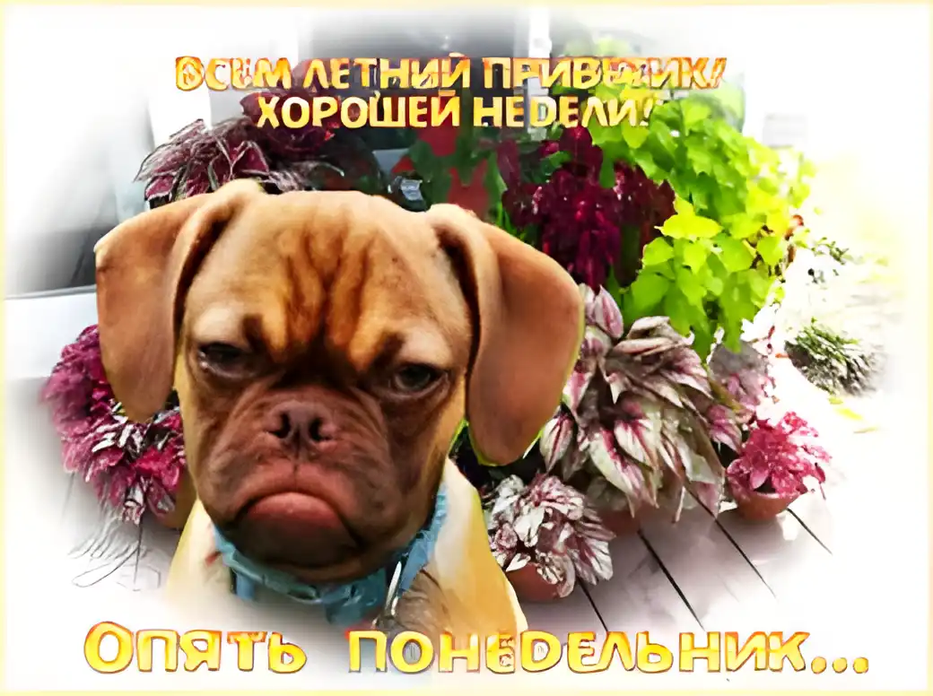 Открытка Открытки на понедельник - Собака на открытке: милый пёс и цветы | Красивая открытка #207