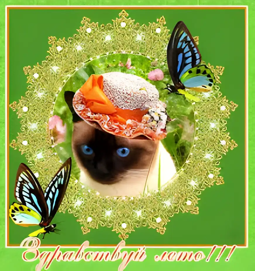 Открытка Открытки с бабочками - Котик в шляпе с бабочками: Открытка с котиком | Красивая открытка #227