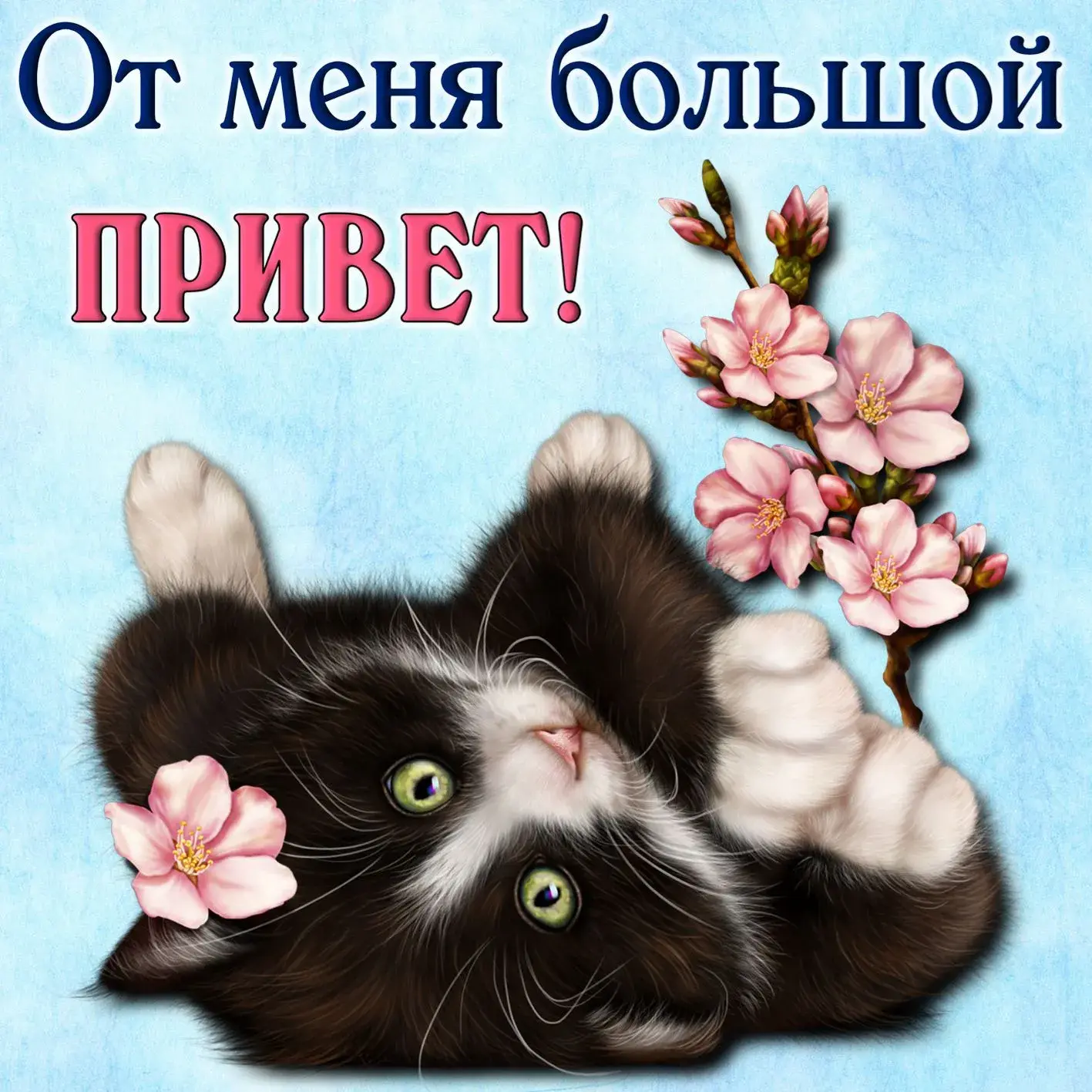 Открытка Привет - Черный кот с цветком сакуры на открытке | Красивая открытка #283