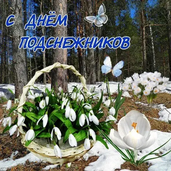 Открытка День подснежника - Подснежники в плетёной корзине на снегу. | Красивая открытка #29