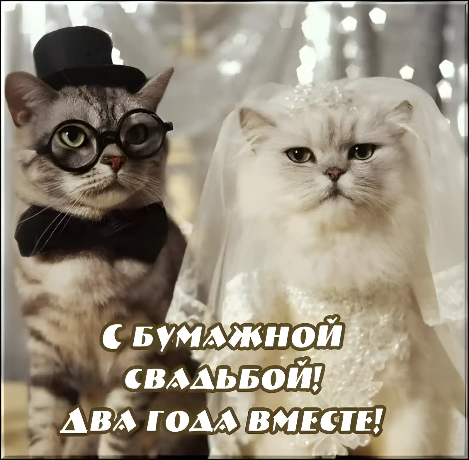 Открытка Открытки на Бумажную свадьбу 2 года - Коты в свадебных нарядах: забавная открытка | Красивая открытка #122