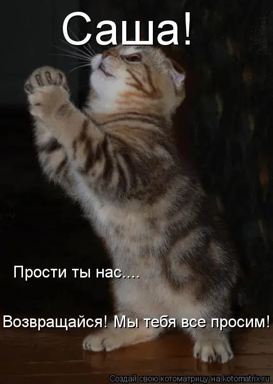 Открытка Открытки с именем Александра - Котик смотрит вверх - смешная открытка с котиком | Красивая открытка #23