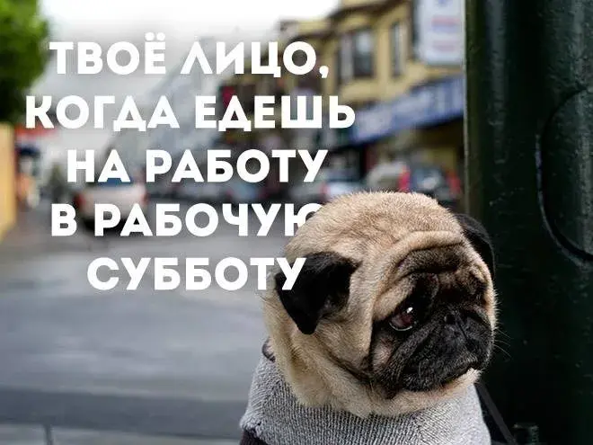 Открытка Открытки на субботу - Пес в свитере. Открытка с собакой. | Красивая открытка #88