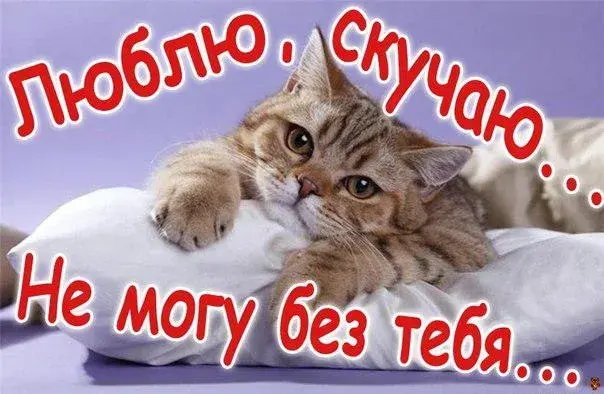Открытка Я скучаю  - Милый котенок на подушке: праздничная открытка | Красивая открытка #24