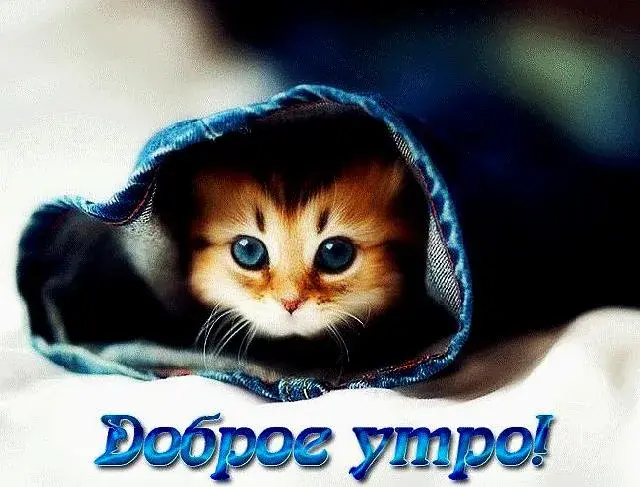 Открытка С кошками - Милый котенок в джинсах: открытка с добрым утром | Красивая открытка #63