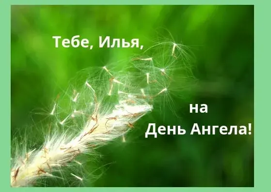 Открытка Открытки с именем Илья - Открытка с пухом одуванчика на зеленом фоне | Красивая открытка #224