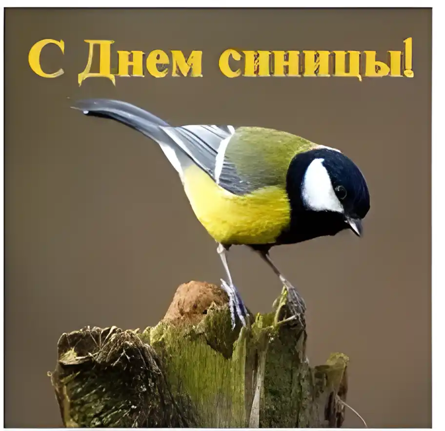 Открытка Открытки на Синичкин день - Открытка с синицей: поздравления с праздником | Красивая открытка #11
