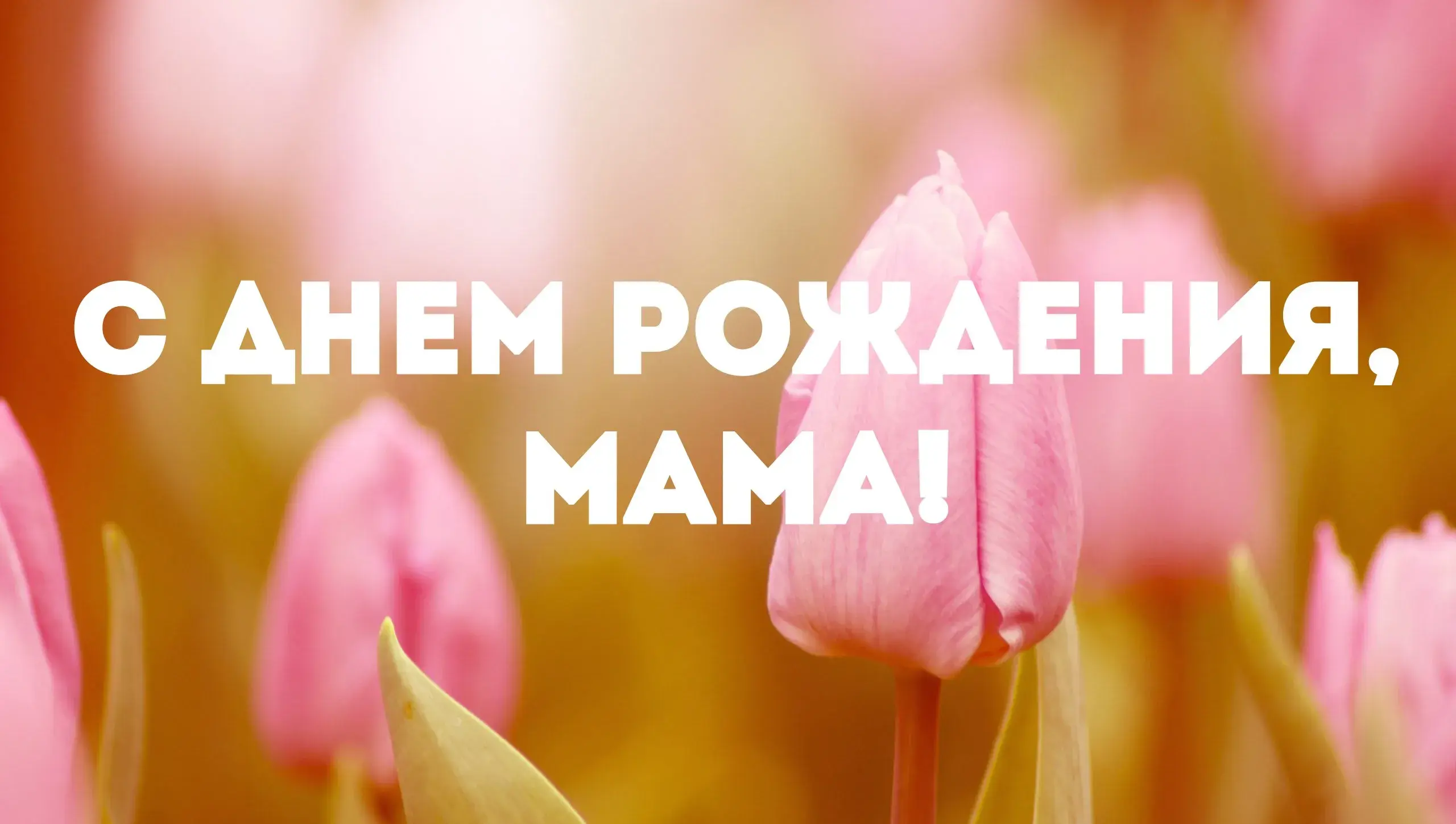 Открытка С Днем Рождения мамочке! - Розовые тюльпаны: открытка ко Дню Матери | Красивая открытка #21