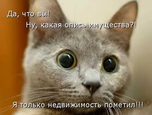 Открытка Прикольные открытки с животными - Котенок, крупный план, милый взгляд | Красивая открытка #7