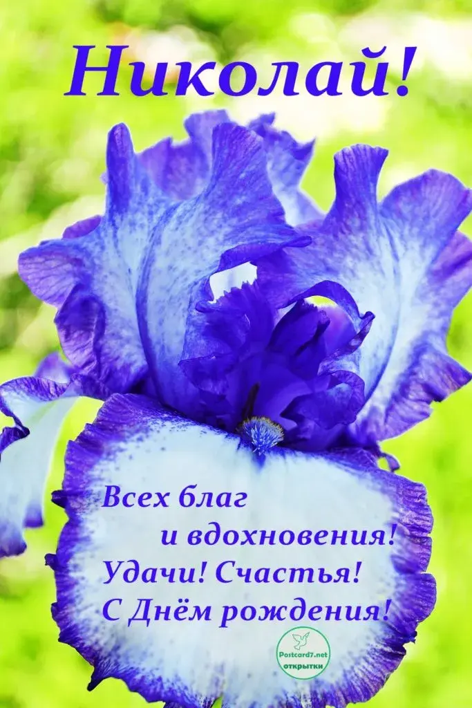 Открытка Открытки с именем Николай   - Открытка с фиалкой: С Днем рождения! Поздравления с цветами | Красивая открытка #90