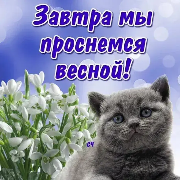 Открытка времена года - Снежинки и котик: нежная весенняя открытка | Красивая открытка #71