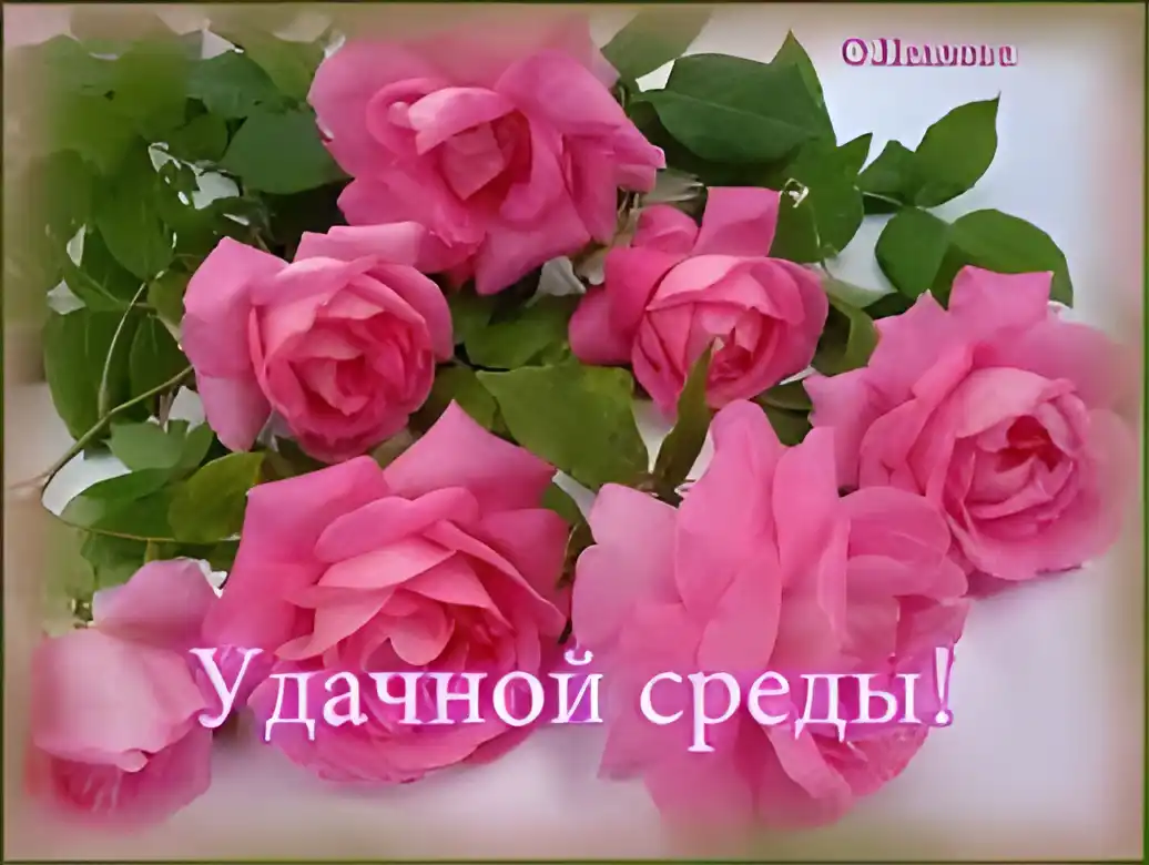 Открытка Открытки на среду - Розовые розы: нежные цветы для открытки | Красивая открытка #197