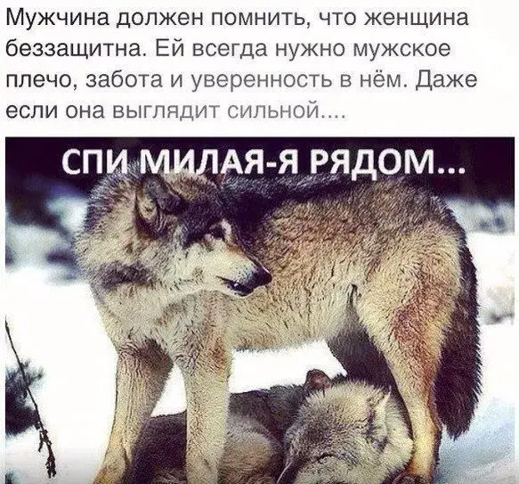 Открытка Открытки я рядом - Волк и волчонок в снегу. Открытка с волками. | Красивая открытка #82