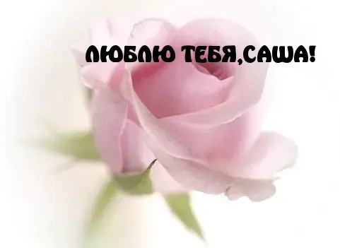 Открытка Открытки с именем Александра - Нежный розовый бутон розы | Красивая открытка #38