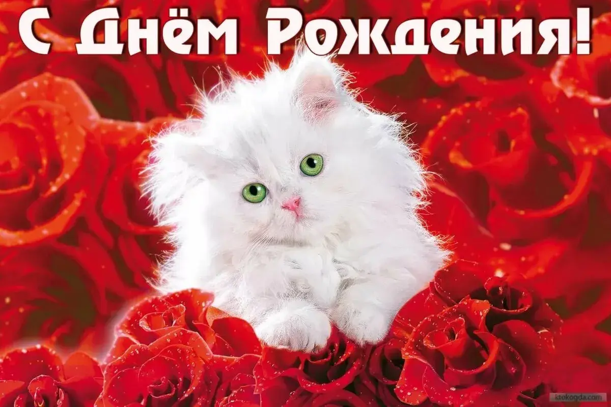 Открытка открытки нежные, красивые и яркие картинки с пожеланиями с днем рождения - Котенок в розах  открытка с любовью | Красивая открытка #19