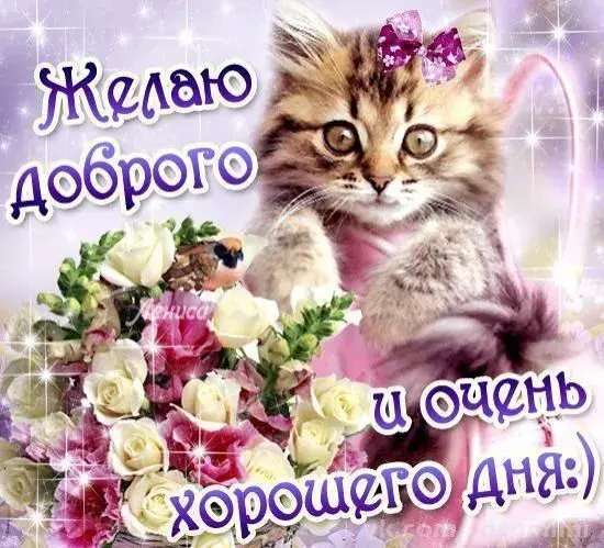 Открытка добрый день - Открытка с котиком: поздравления с днем рождения | Красивая открытка #30