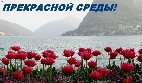 Открытка Среда - Красные тюльпаны на фоне озера и гор | Красивая открытка #23