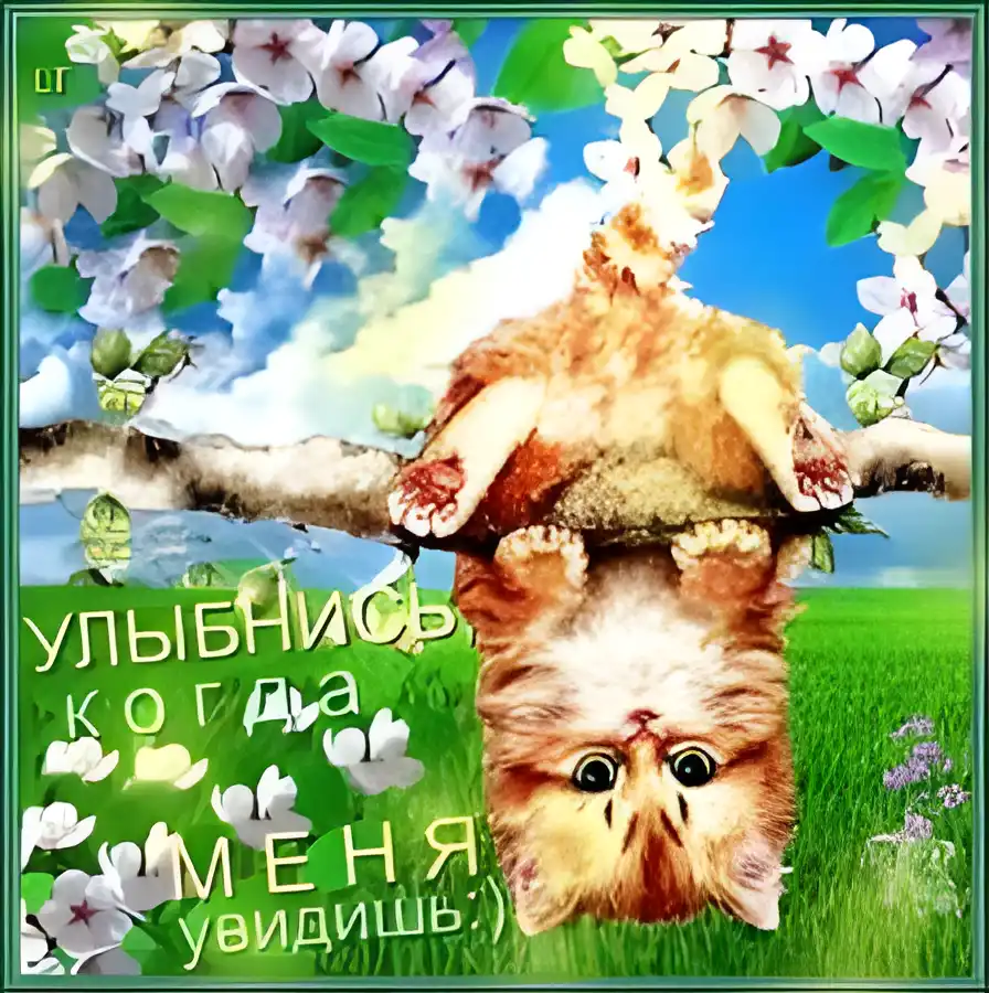 Открытка Улыбнись - Забавный кот на ветке цветущей сакуры | Красивая открытка #317