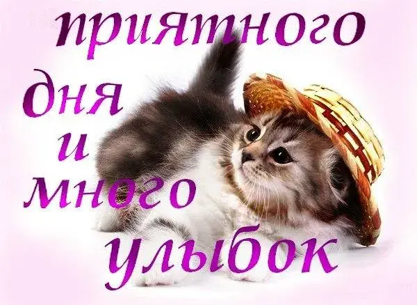 Открытка Хорошего дня - Котенок в шляпе: Открытка с милым котенком | Красивая открытка #52