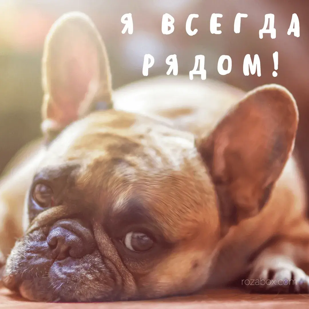 Открытка Открытки я рядом - Открытка с щенком французского бульдога | Красивая открытка #36