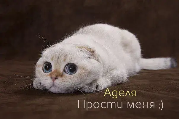Открытка Открытки с именем Адель - Милый котенок: открытка с пушистым котенком | Красивая открытка #118