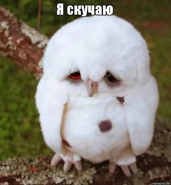 Открытка Я скучаю  - Грустный совёнок на открытке. | Красивая открытка #55