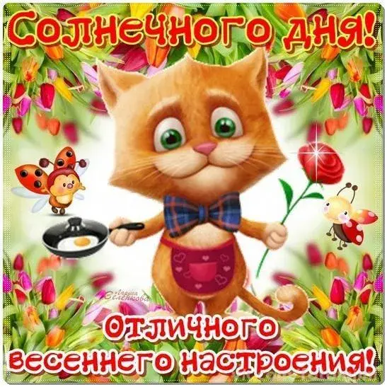 Открытка добрый день - Котенок с яичницей: Открытка с днем рождения | Красивая открытка #80